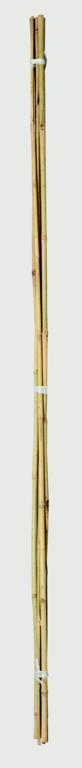 Ambassador Bamboo Canes Pack 20 product image