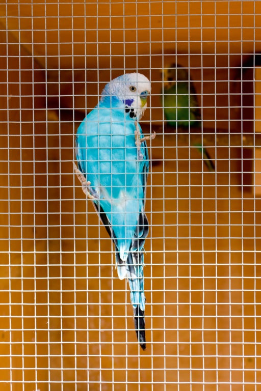 Ambassador Cage & Aviary Welded Panel 6x0.9m product image